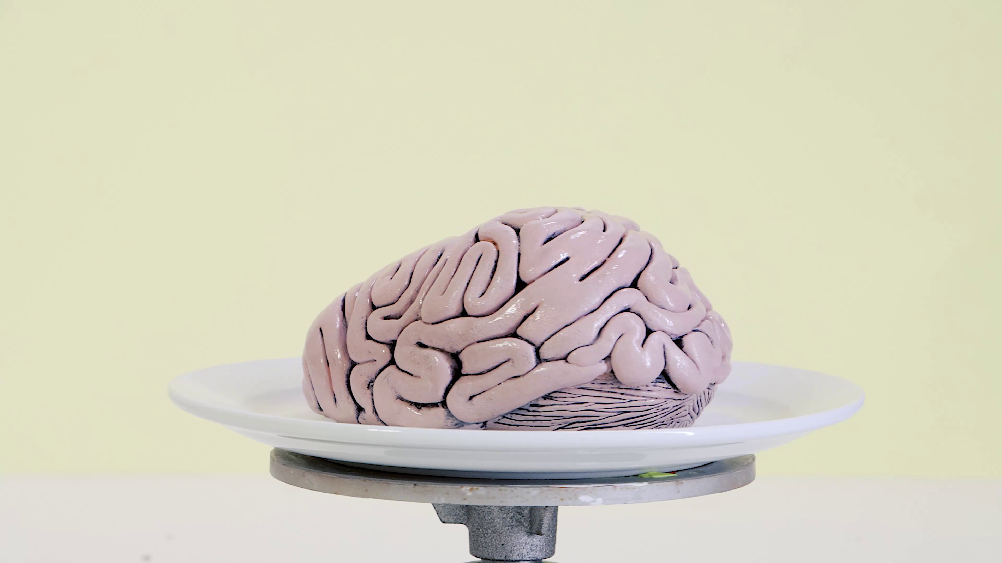 How to sculpt a brain using air dry clay – Mont Marte Global